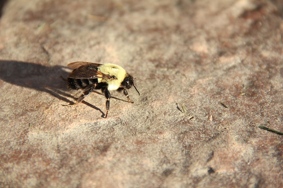 bee, bug, insect, nature, fly, yellow, honey, wing, black, flower HD wallpaper