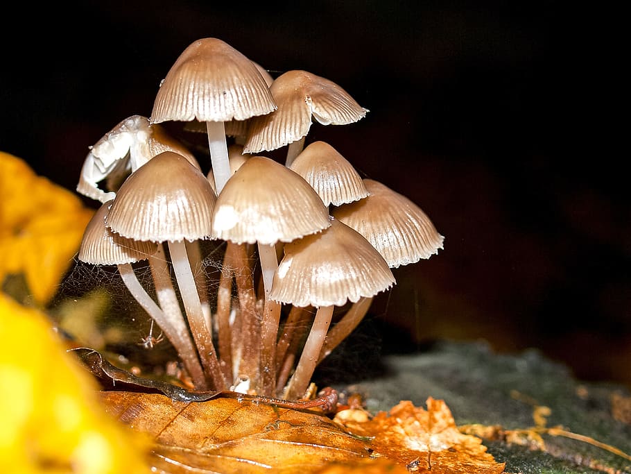 Mushroom, Nature, Forest, fungus, toadstool, close-up, fragility HD wallpaper