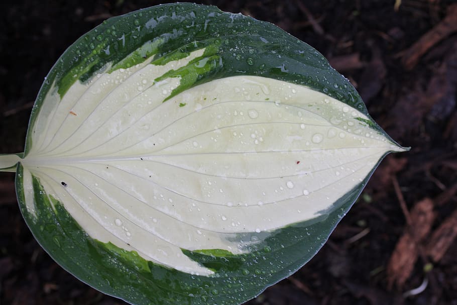 Plantain Lily, Hosta, Leaf, green, leaves, ribbed, woodland HD wallpaper