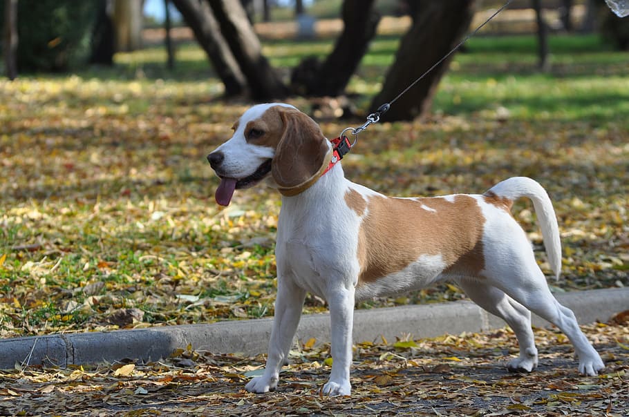 adult white and lemon beagle on road near the tree outdoor, dog