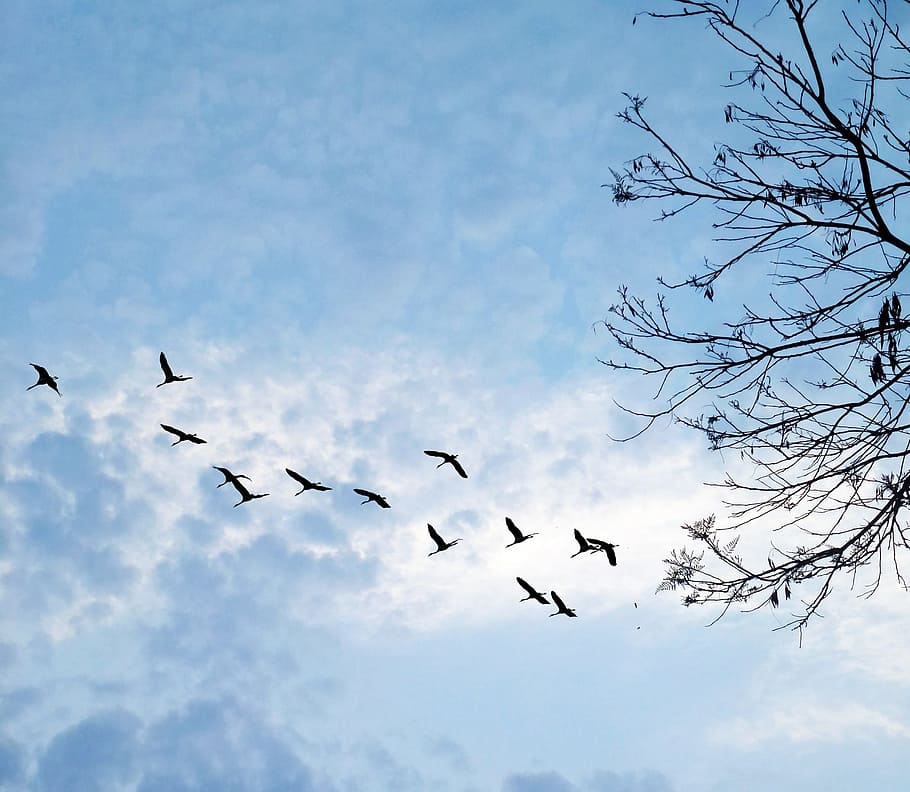 against light, clouds, west, tree, birds, nature, silhouette HD wallpaper