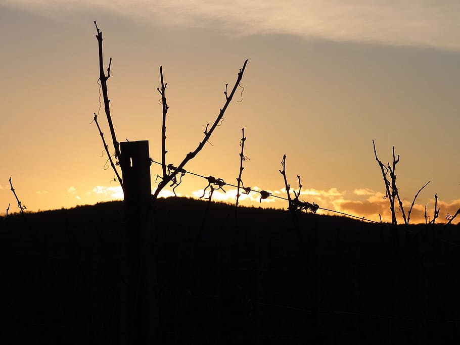 Sky, Sunset, Twilight, Evening, Vineyard, nature, landscape HD wallpaper