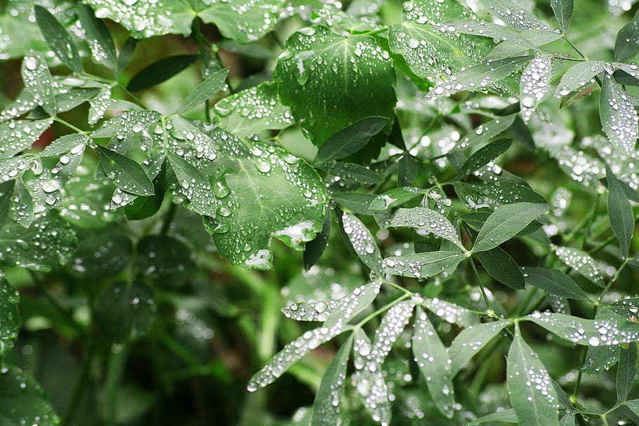 rain, nature, leaves, dew drop, drop of water, spring, wet HD wallpaper