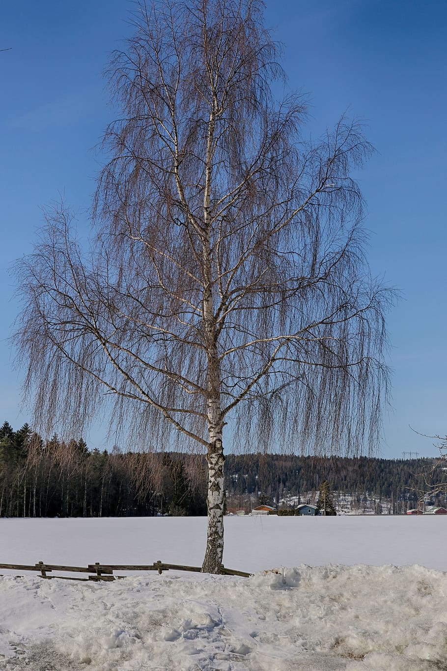 winter, snow, frost, tree, cold, sky, plant, bare tree, nature HD wallpaper