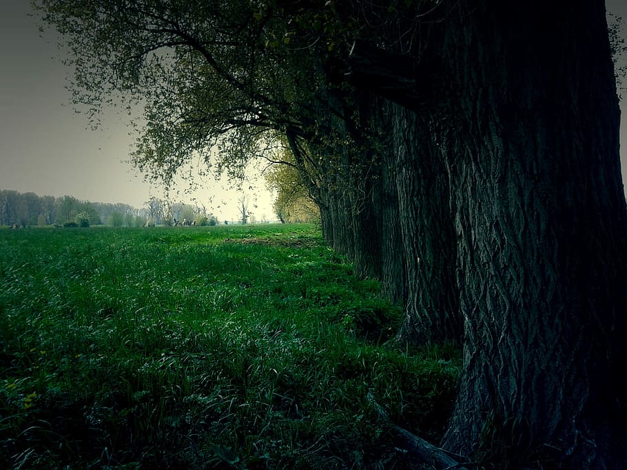 green leafed trees, Forest, Landscape, Nature, branch branches HD wallpaper