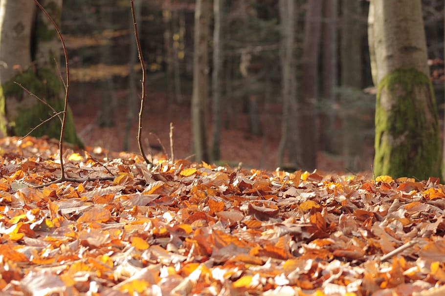 leaves, forest, autumn, leaf, plant part, tree, land, change HD wallpaper