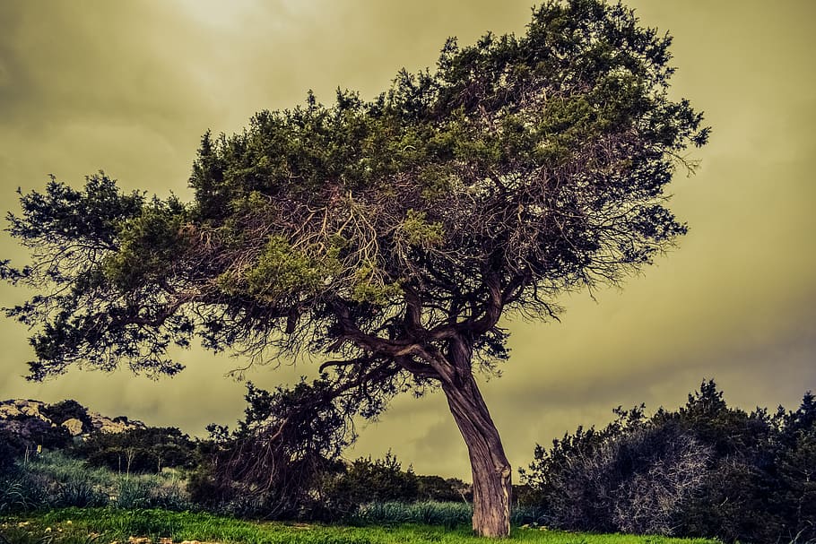 tree, meadow, nature, stormy clouds, winter, countryside, cavo greko cyprus HD wallpaper