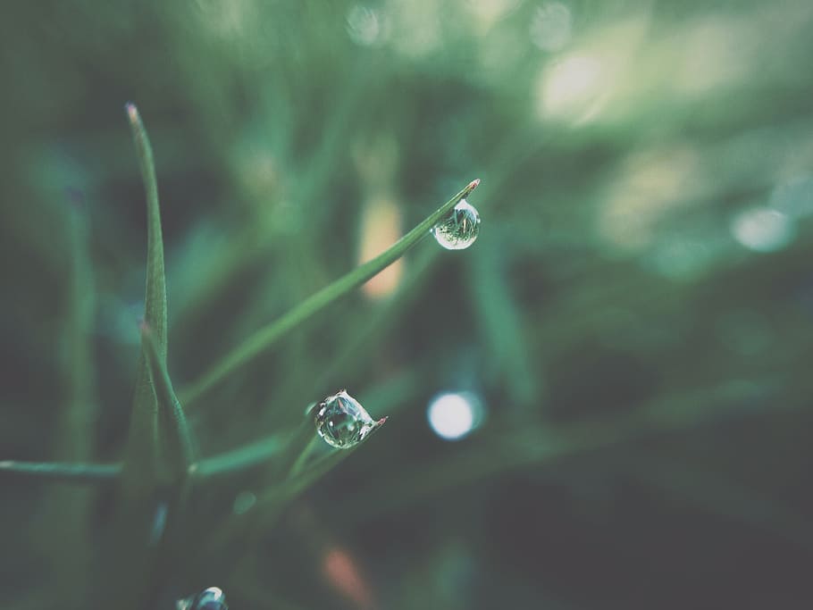 dew, grass, plants, green, nature, drop, close-up, macro, raindrop HD wallpaper