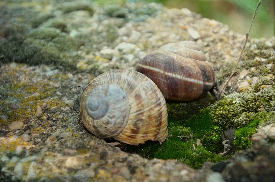 snail, stone, shell, green, helix, animal, nature, macro, food HD wallpaper
