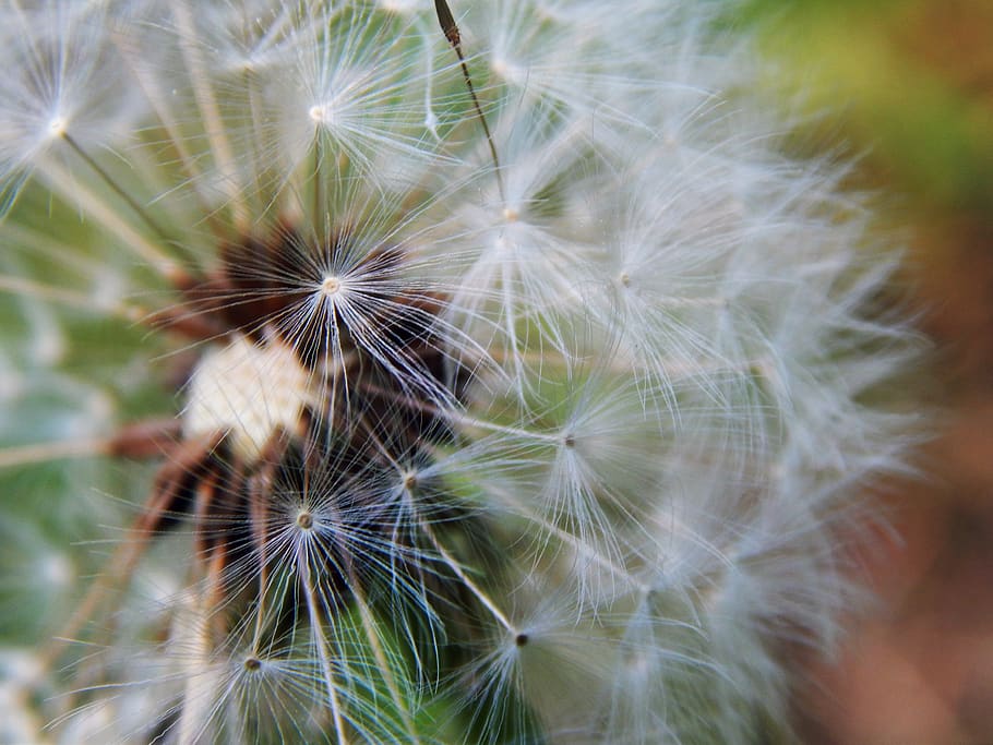 dandelions, macro, fluff, spring, fragility, vulnerability HD wallpaper