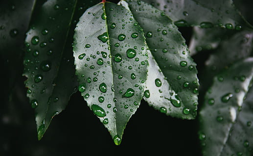 green leaf with raindrops, macro photography of green leaf plant HD wallpaper