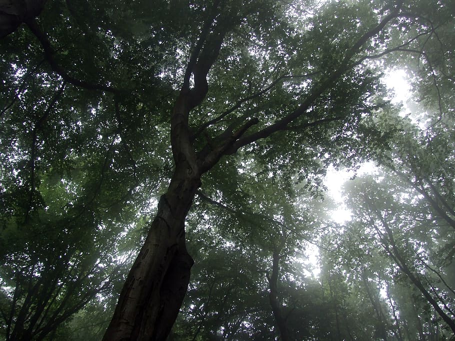 tree, fog, forest, plant, low angle view, growth, beauty in nature HD wallpaper