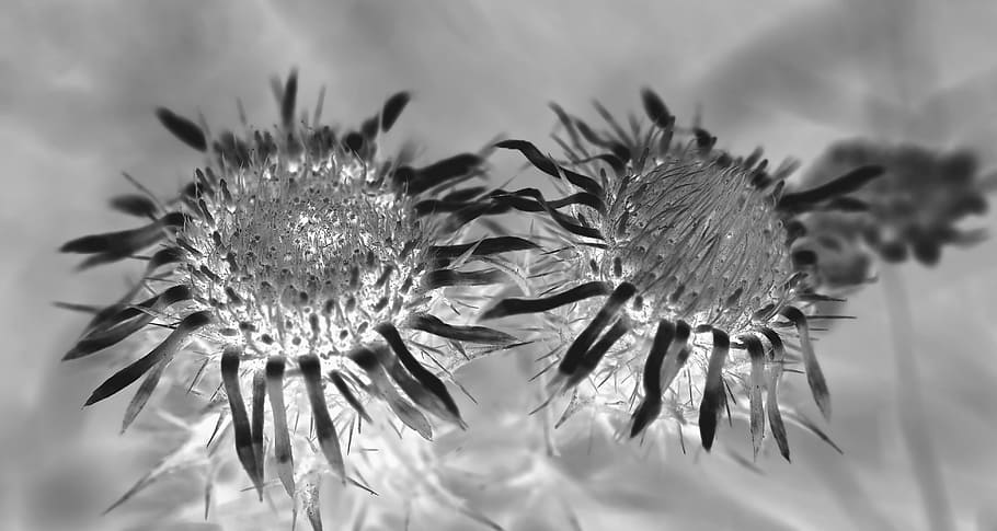 Plant, Nature, Live, black And White, flower, single Flower HD wallpaper