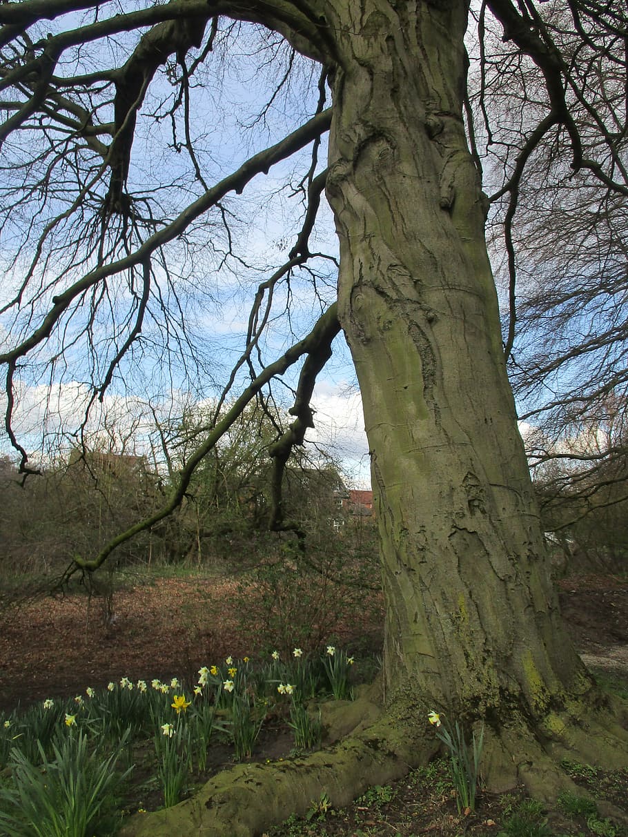 tree, spring, daffodils, nature, green, natural, season, branch HD wallpaper