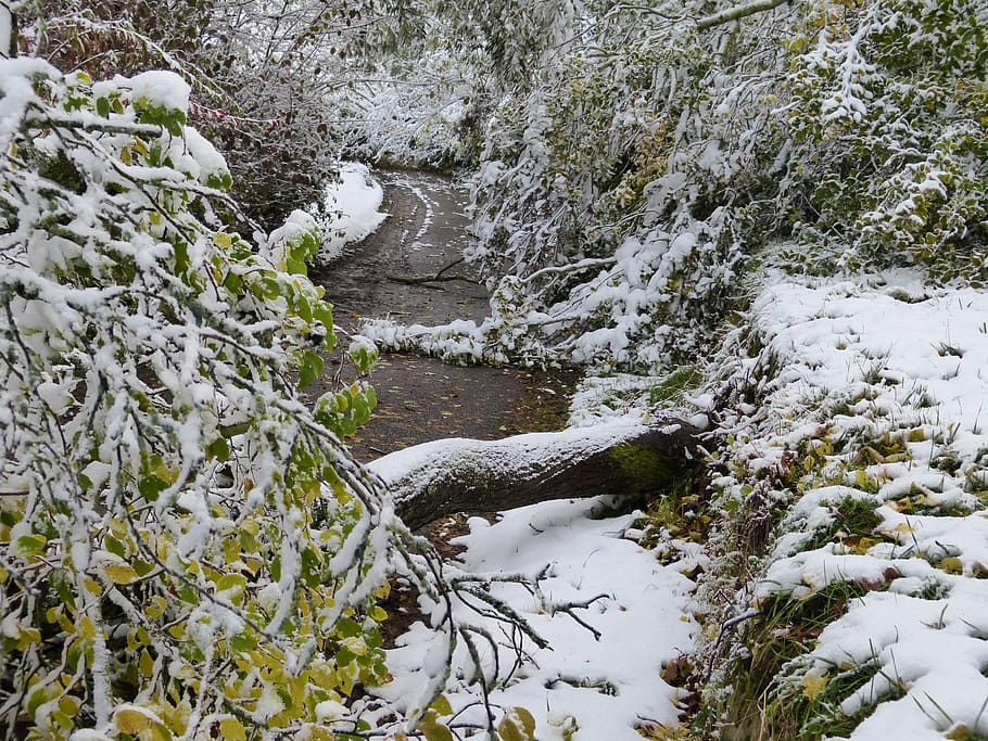 forest, damage, winter, wintry, snow, frost, forward, cold HD wallpaper