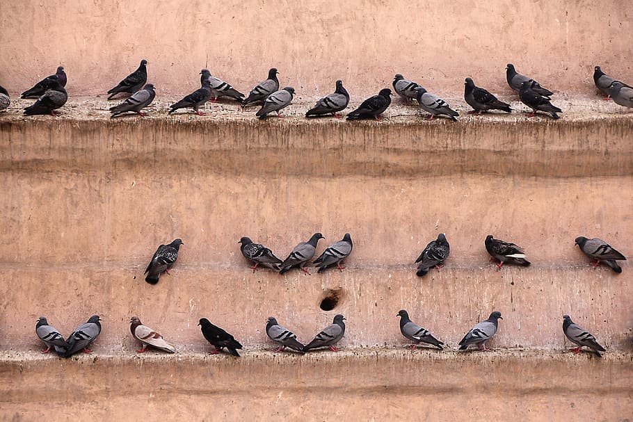 Pigeons, Wall, Bird, Lines, gathered, castle, fortress, feather HD wallpaper
