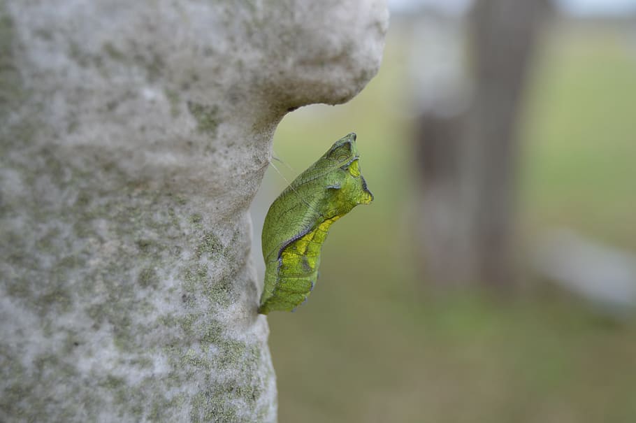 green cocoon, chrysalis, insect, butterfly, transform, change HD wallpaper