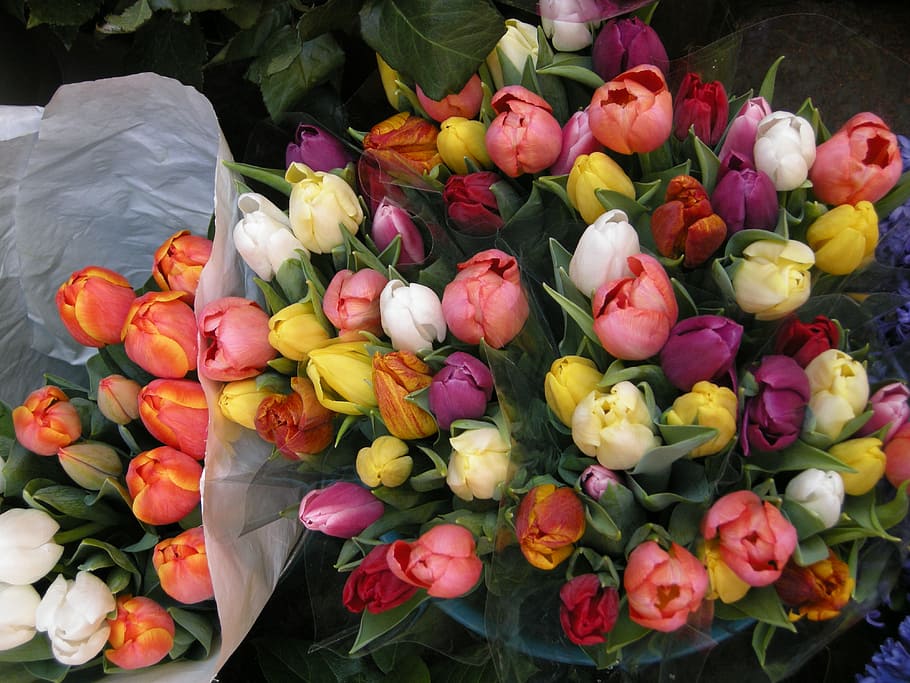 Flowers, Tulips, Spring, freshness, market, vegetable, no people HD wallpaper