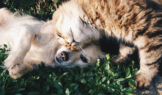 long-coated white puppy cuddling with grey and black long-fur cat on green leaves at daytime HD wallpaper