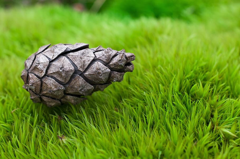 cone, grass, macro, nature, plants, decorative, in the grass HD wallpaper