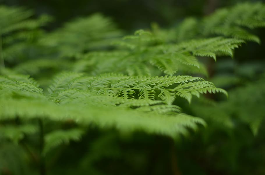 green, plants, trees, leaves, leaf, plant part, green color HD wallpaper
