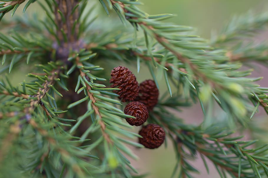 selective focus photography of brown pinecone, spruce, christmas tree HD wallpaper