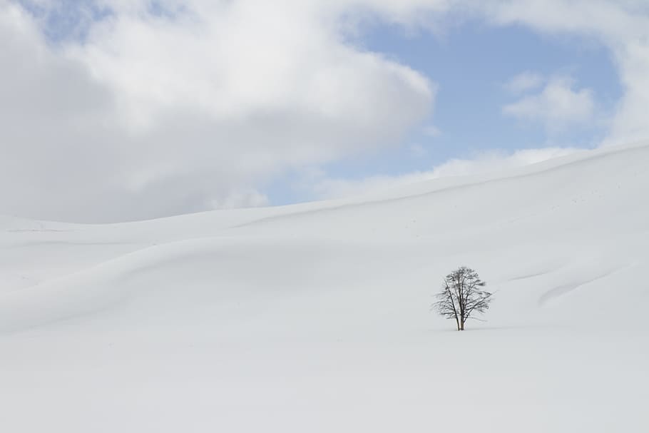bare tree surround by snow, winter, isolation, white, cold HD wallpaper