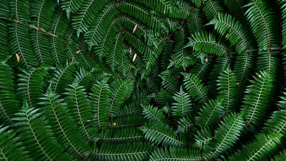 green leafed plants, green leaves graphic wallpaper, shape, texture HD wallpaper