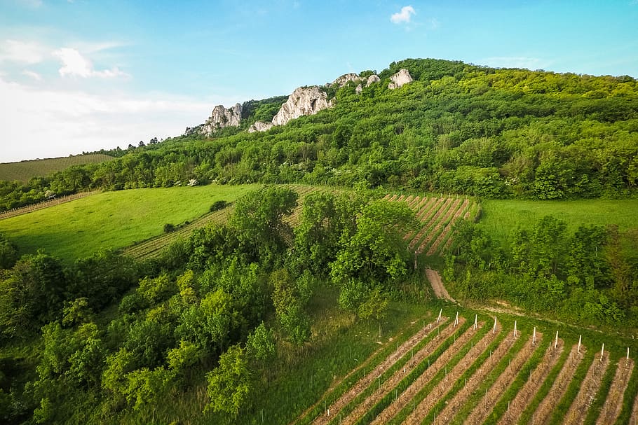 White Rocks in The Woods Over The Vineyard, forest, green, nature HD wallpaper