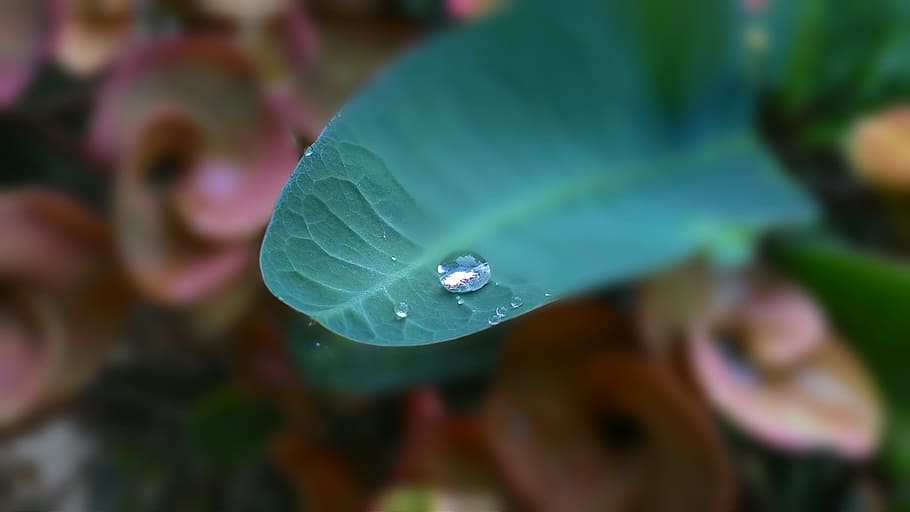 Drops Of Water, Eight Immortals, autumn leaves, leaf, close-up, HD wallpaper