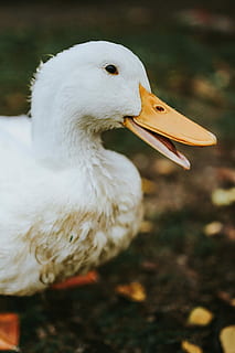 White ducks on the grass, bird, leaves, animal, nature, outdoors HD wallpaper