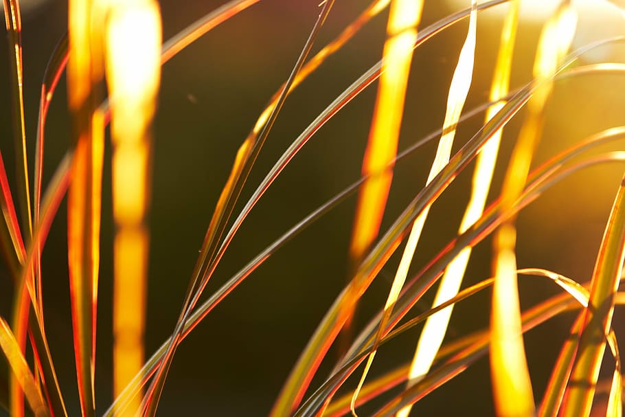 grass, yellow, exposure, sunlight, sunset, background, abstract HD wallpaper