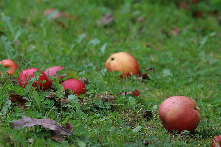 apples, fruit, red apple, fall, harvest, food, food and drink HD wallpaper