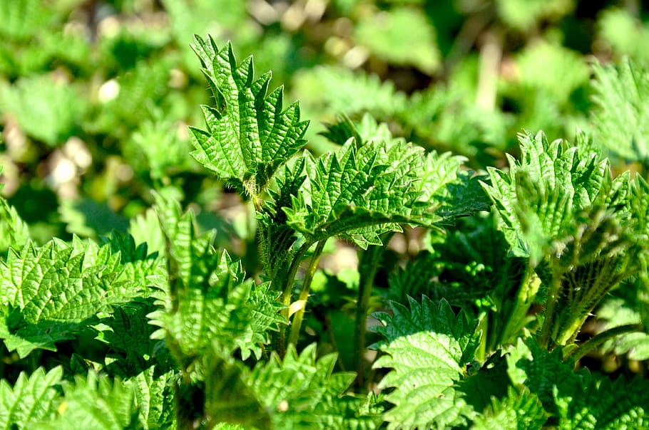 stinging nettle, green, spring, green color, plant, leaf, growth HD wallpaper
