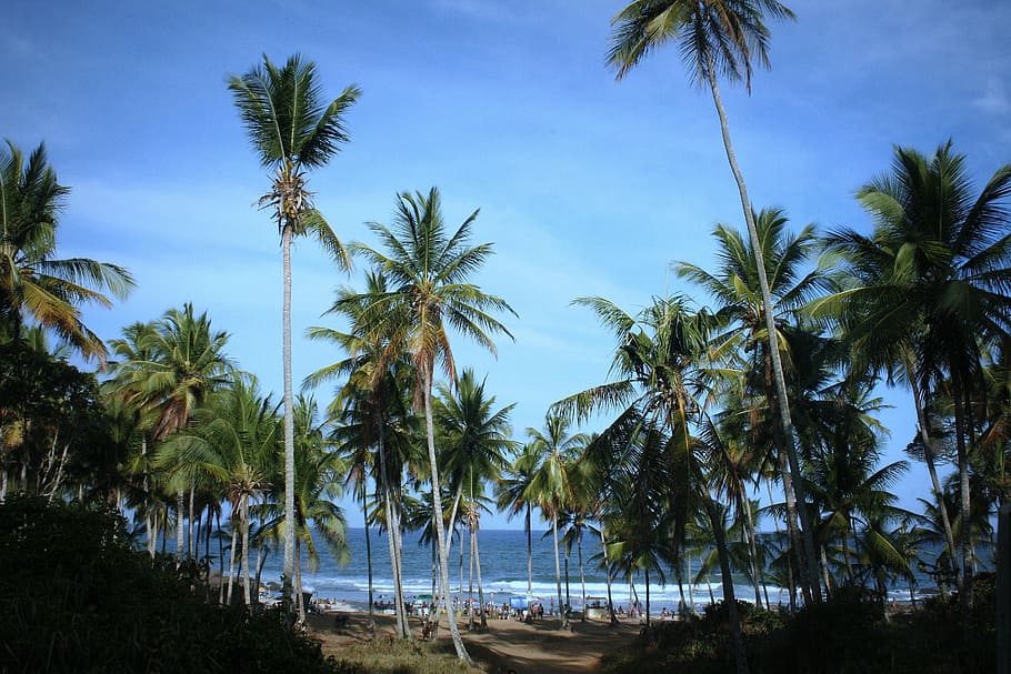 beach, mar, coconut trees, cottage, bahia, palm tree, tropical climate HD wallpaper