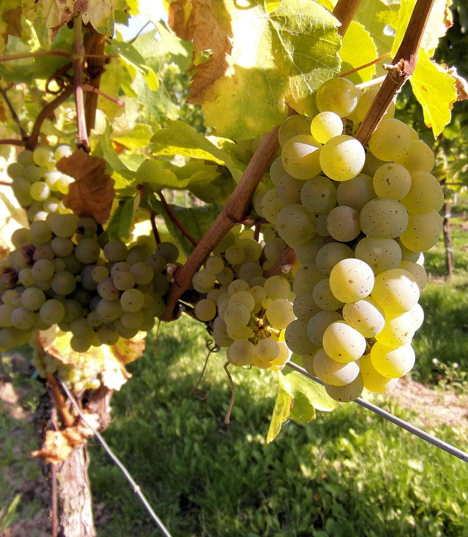 grapes, vine, table grapes, wine, wine harvest, new wine, vintage HD wallpaper
