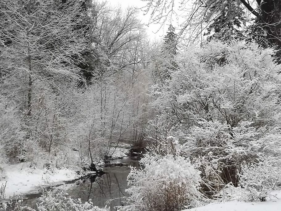 Winter, View, Snow, Landscape, Tree, frost, snow-covered trees HD wallpaper