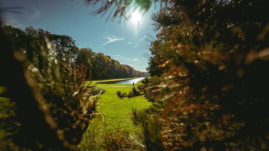 Forest Near Body of Water, blue sky, blur, clouds, environment HD wallpaper