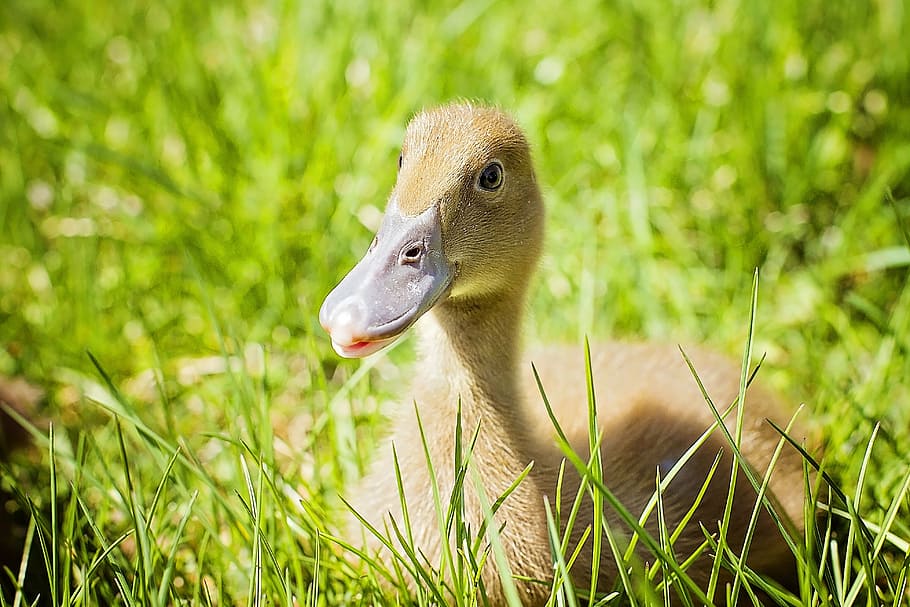 duckling, beak, laying, bird, grass, animal themes, animals in the wild HD wallpaper