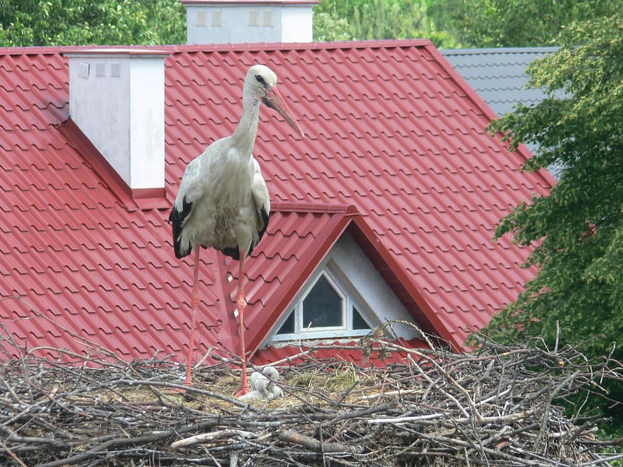 Nest, Chicks, Bird, White Stork, spring, birth, ecology, childhood HD wallpaper