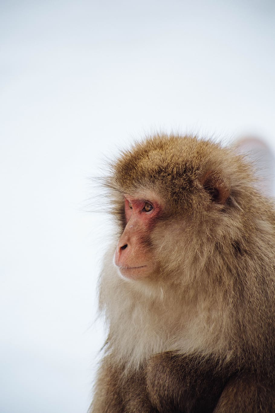 lovely, she love, monkey, animal, animal themes, mammal, primate HD wallpaper