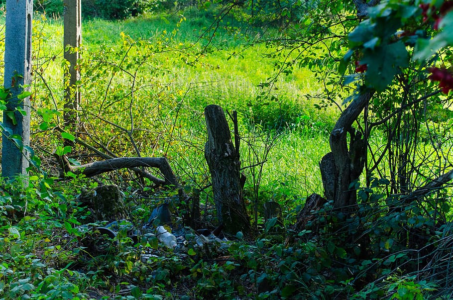 nature, tree, foliage, green, plant, land, forest, growth, tree trunk HD wallpaper