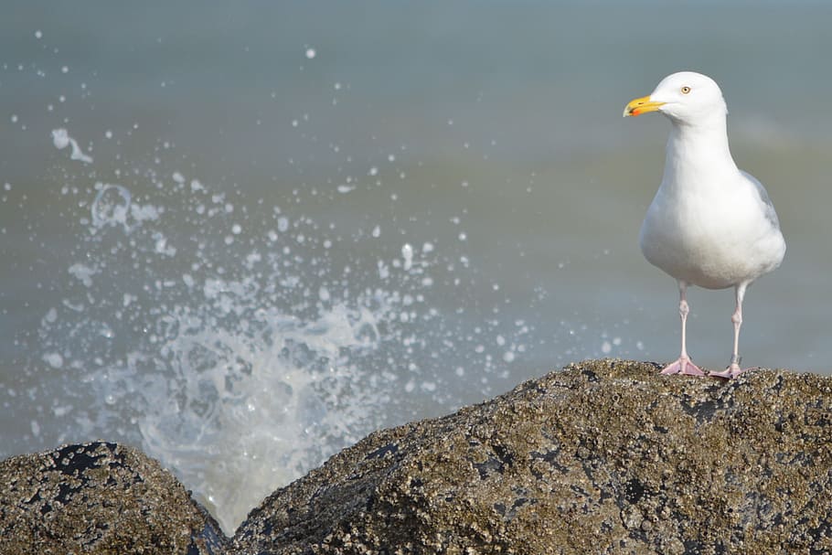 seagull, waves, rocks, animals, bird, nature, animal themes HD wallpaper