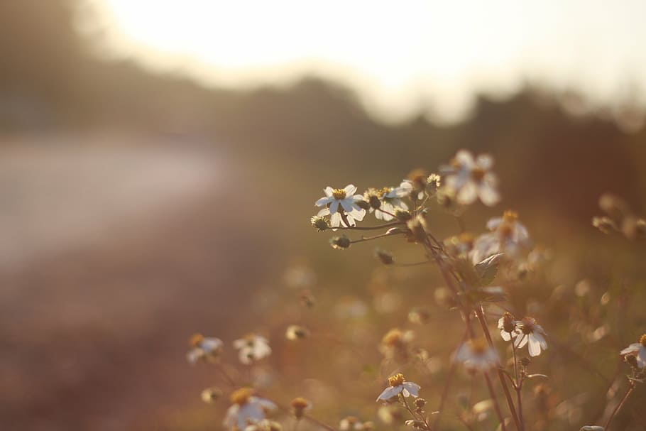 bloom, blooming, blossom, blur, close-up, color, dawn, delicate HD wallpaper