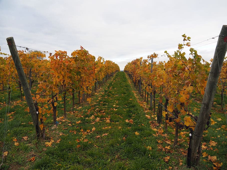 vineyards, vines, grapes, winegrowing, slope, vines stock, nature, HD wallpaper