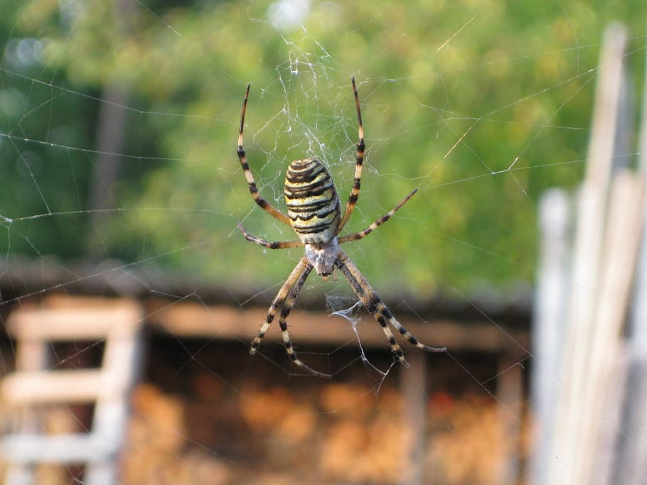 Spider, Nature, Close, Cobweb, Insect, network, spider web HD wallpaper