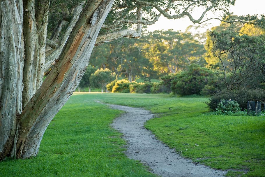 photo of pathway near trees and plants, park, grass, trail HD wallpaper