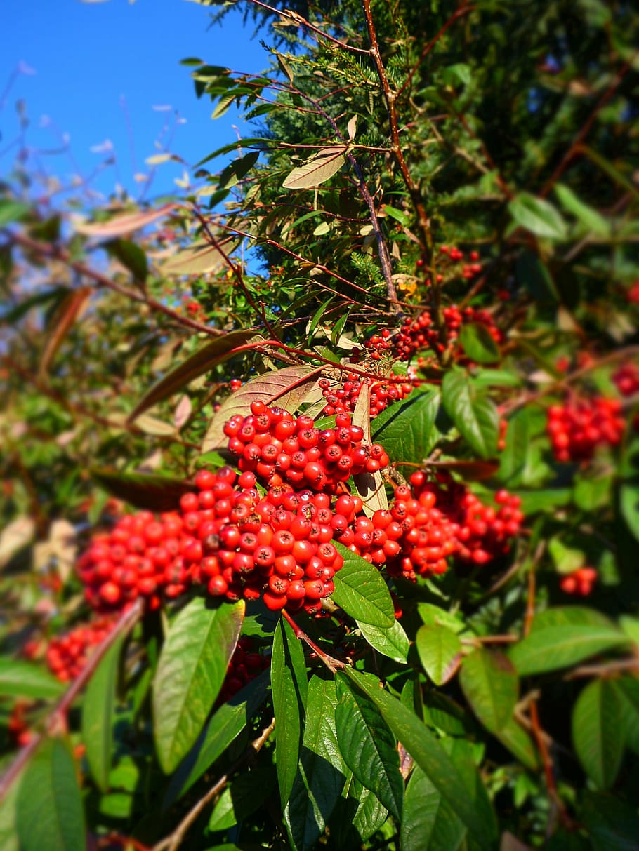 rowan, tree, nature, berry, rowanberry, red, growth, fruit HD wallpaper