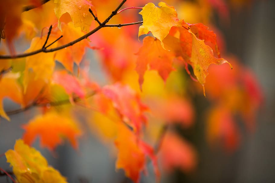 shallow focus photography of orange flowers, selective focus of tree leaves HD wallpaper