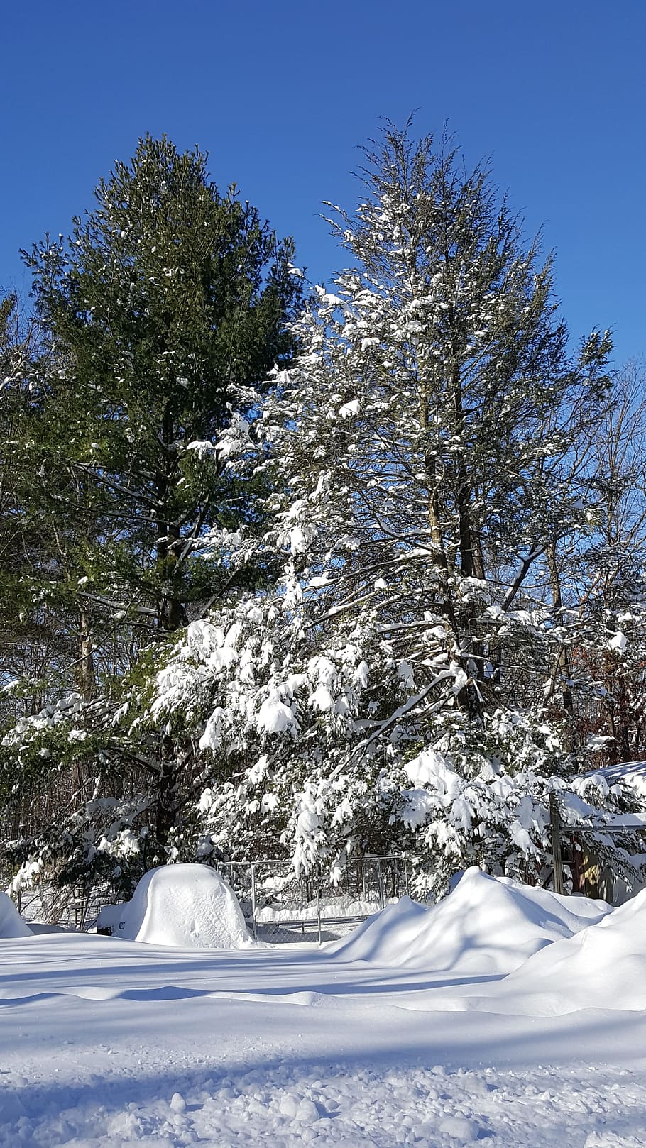 snow, winter, pine, landscape, white, outdoor, blue sky, scenic HD wallpaper